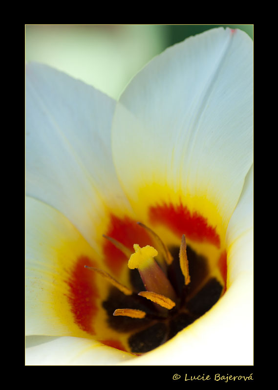 Tulipan 3