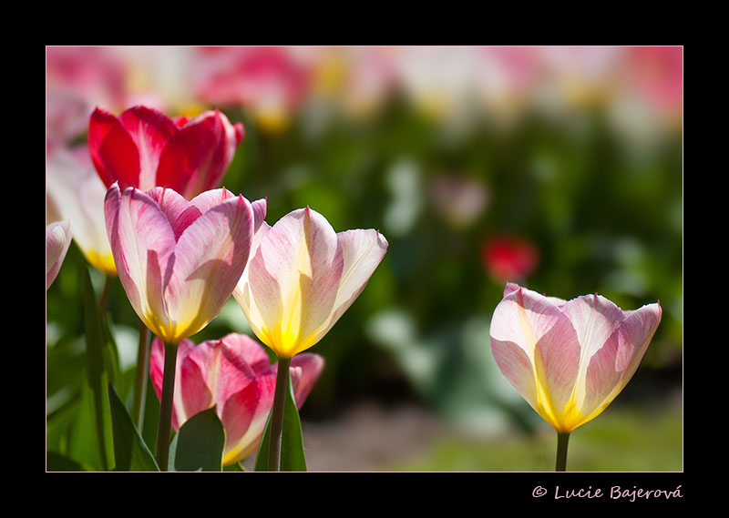 Tulipán 8